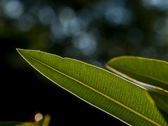 Feuilles de laurier rose en fin d’après-midi  --  Oleanderblätter spätnachmittags