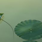 Feuilles de lotus à la dérive...