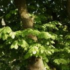 Feuilles de maronnier