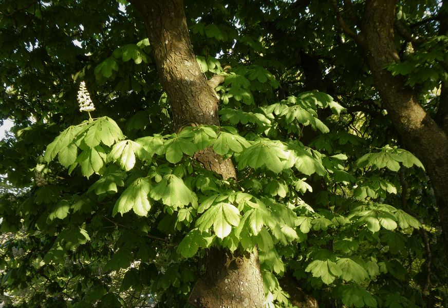 Feuilles de maronnier