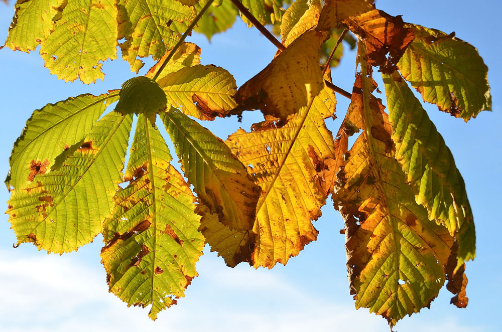 feuilles de marronnier