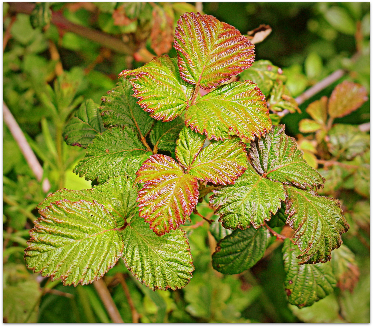 feuilles de muriers