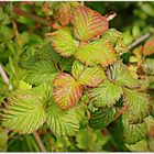 feuilles de muriers