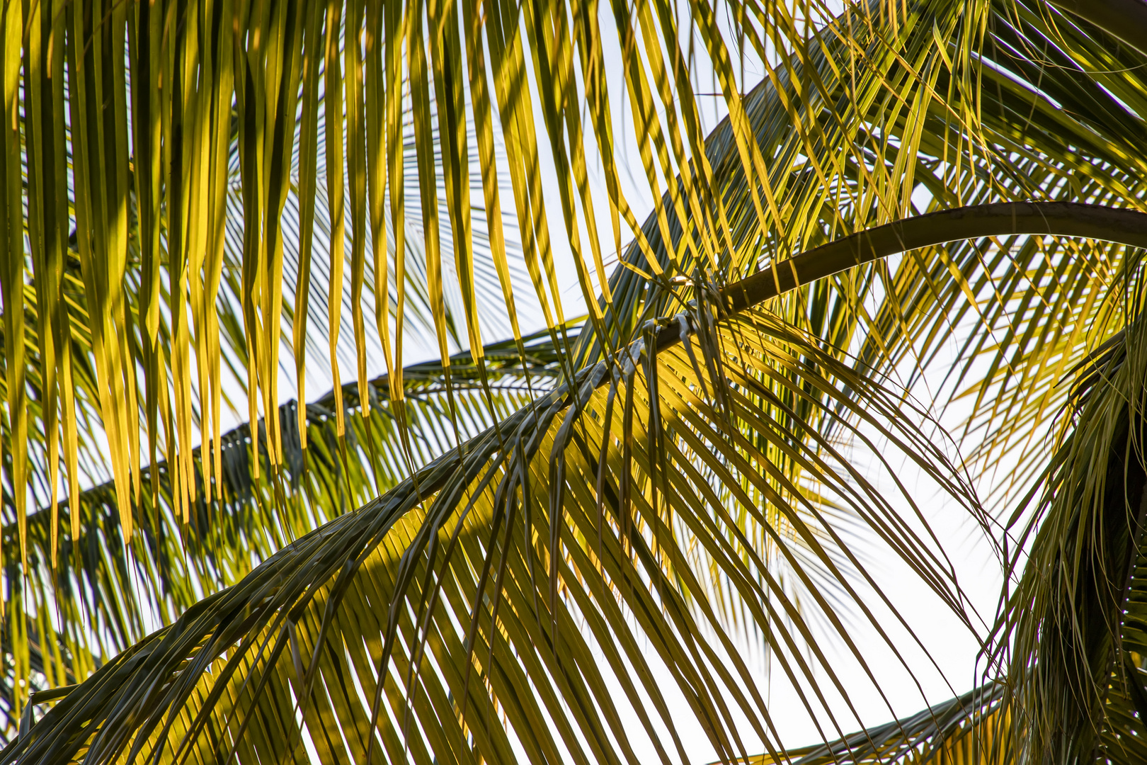 Feuilles de palmier photo et image north america, central america, caribbean sea Images