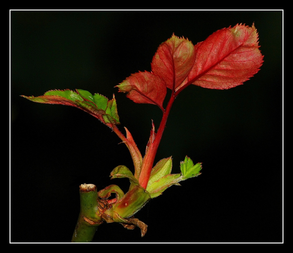 " Feuilles de rosiers en train de pousser "