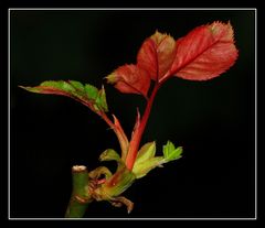 " Feuilles de rosiers en train de pousser "