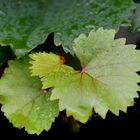 Feuilles de vignes