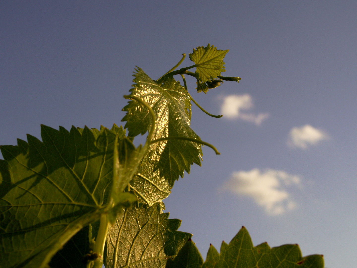 Feuilles de vignes