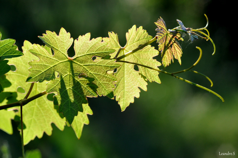 feuilles de vignes