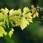 feuilles de vignes