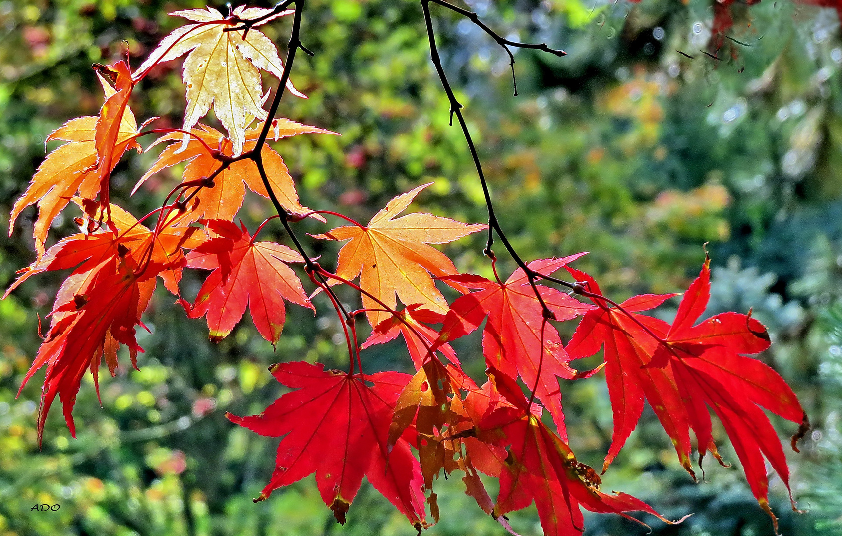 feuilles d’érable au soleil