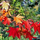 feuilles d’érable au soleil