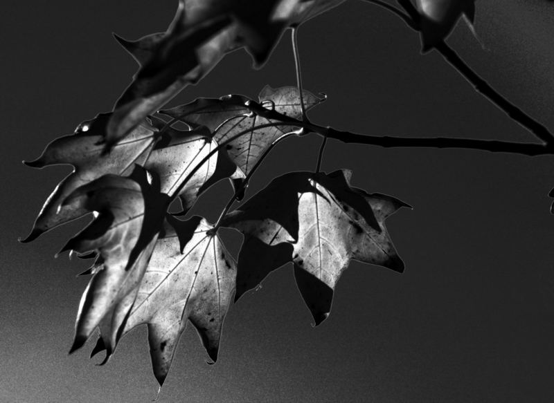 feuilles d'érable au soleil