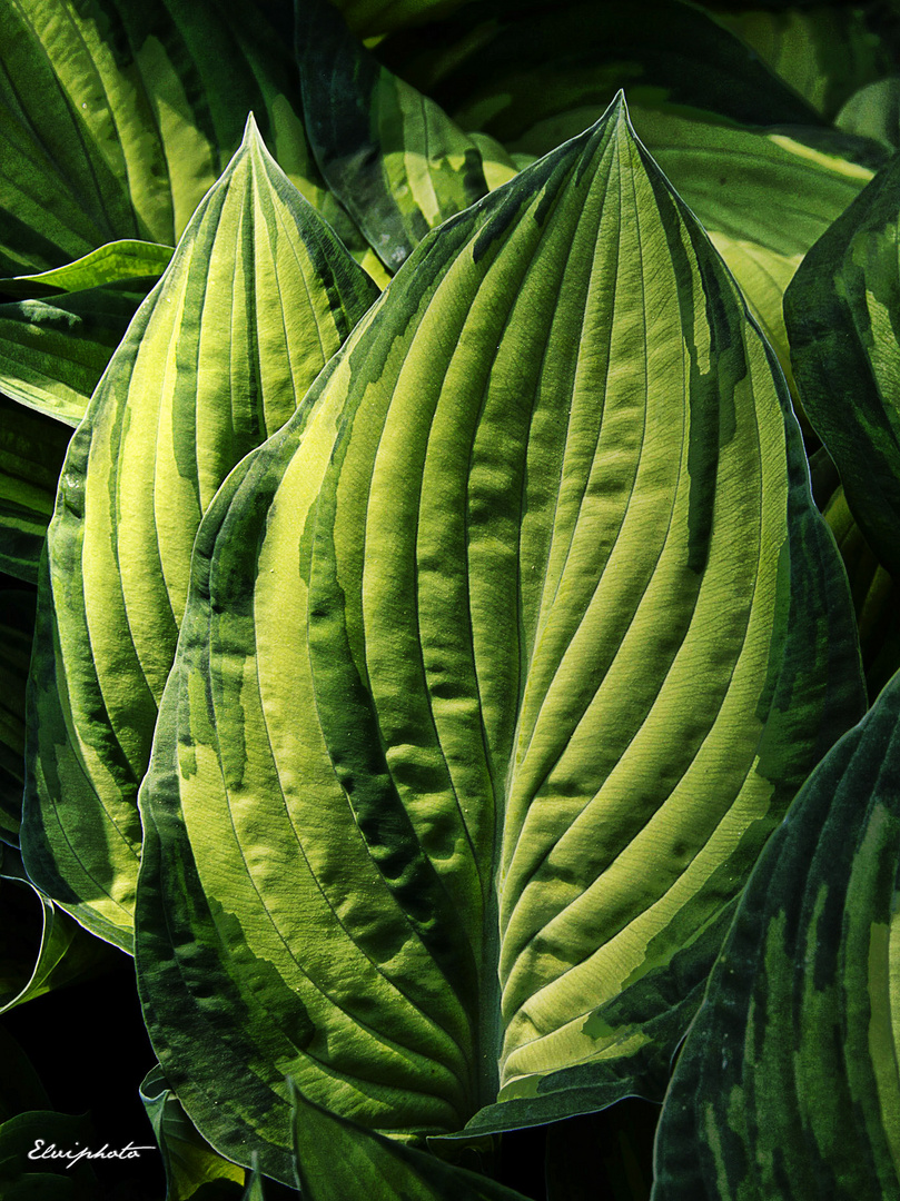 feuilles d'hosta 