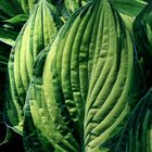 feuilles d'hosta 