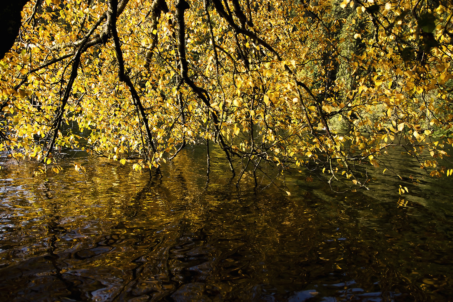 Feuilles d'or