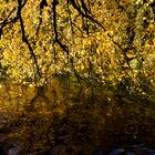 Feuilles d'or