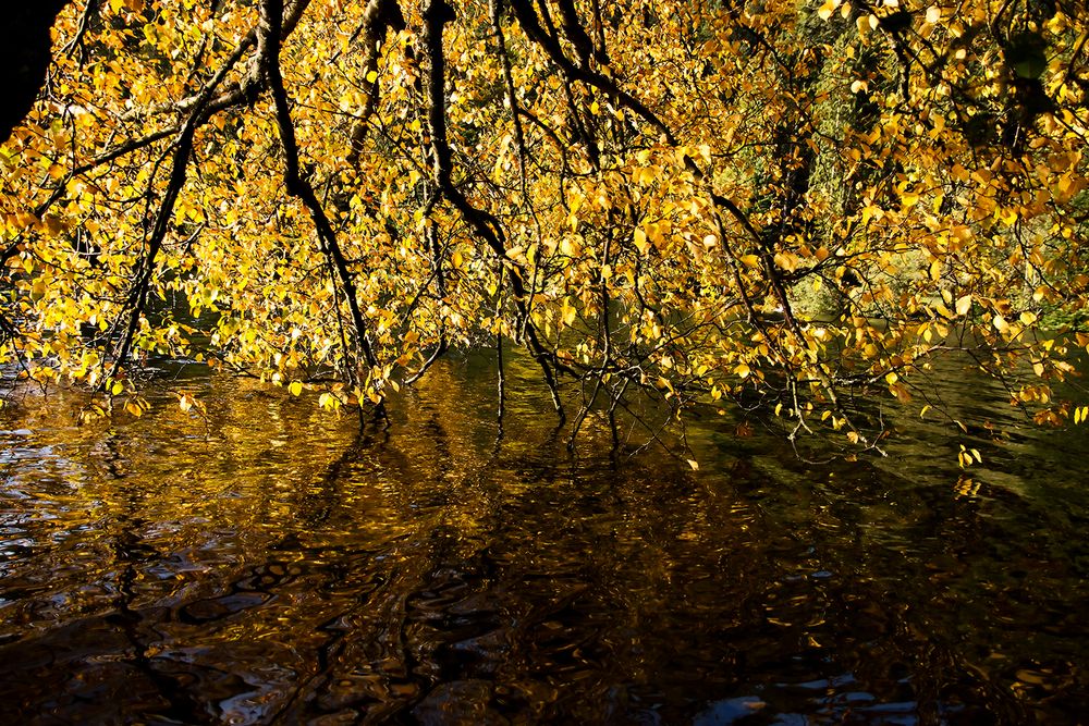 Feuilles d'or