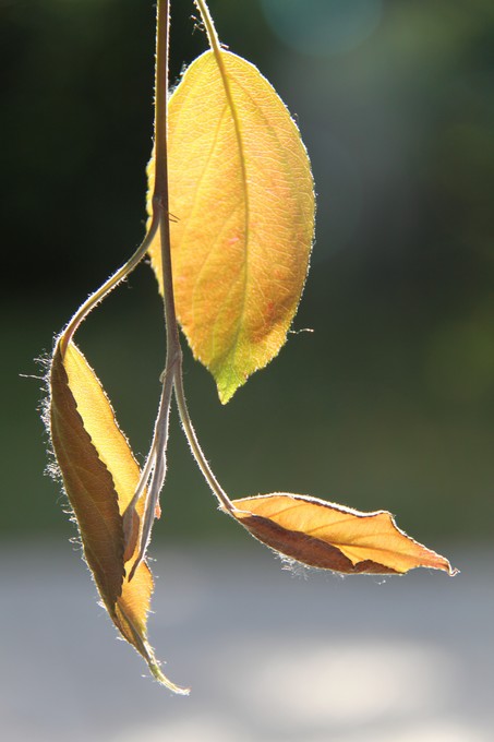 Feuilles d'or