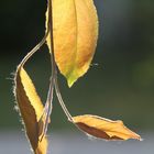 Feuilles d'or