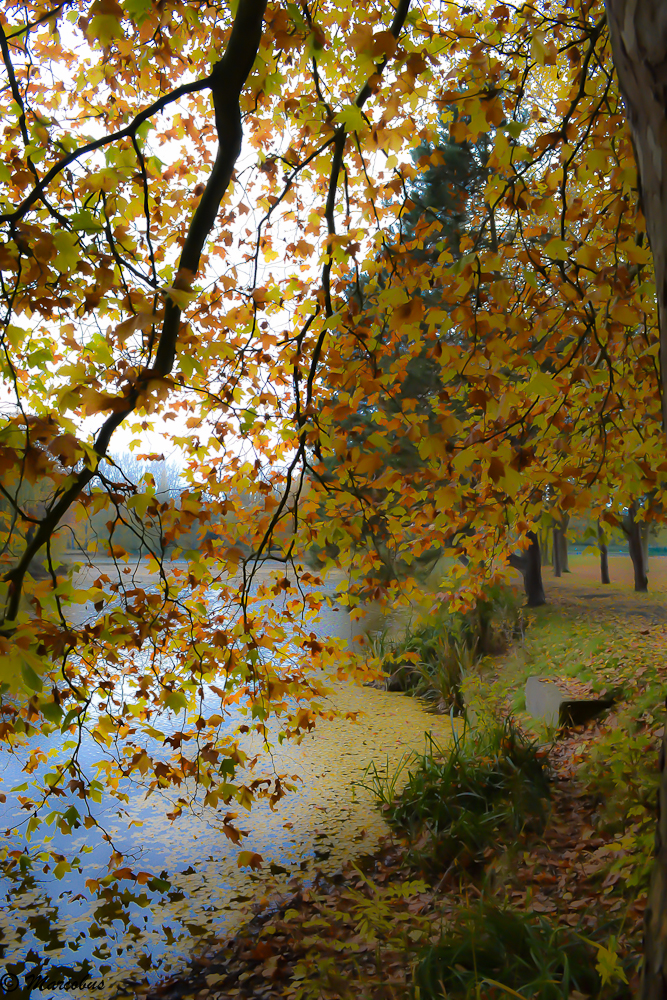 Feuilles d'or