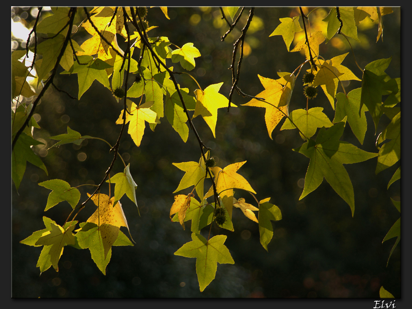 Feuilles dorées