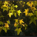 Feuilles dorées