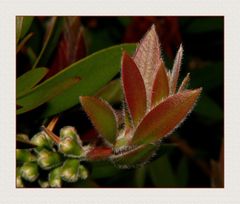 " feuilles d'un rince bouteilles "