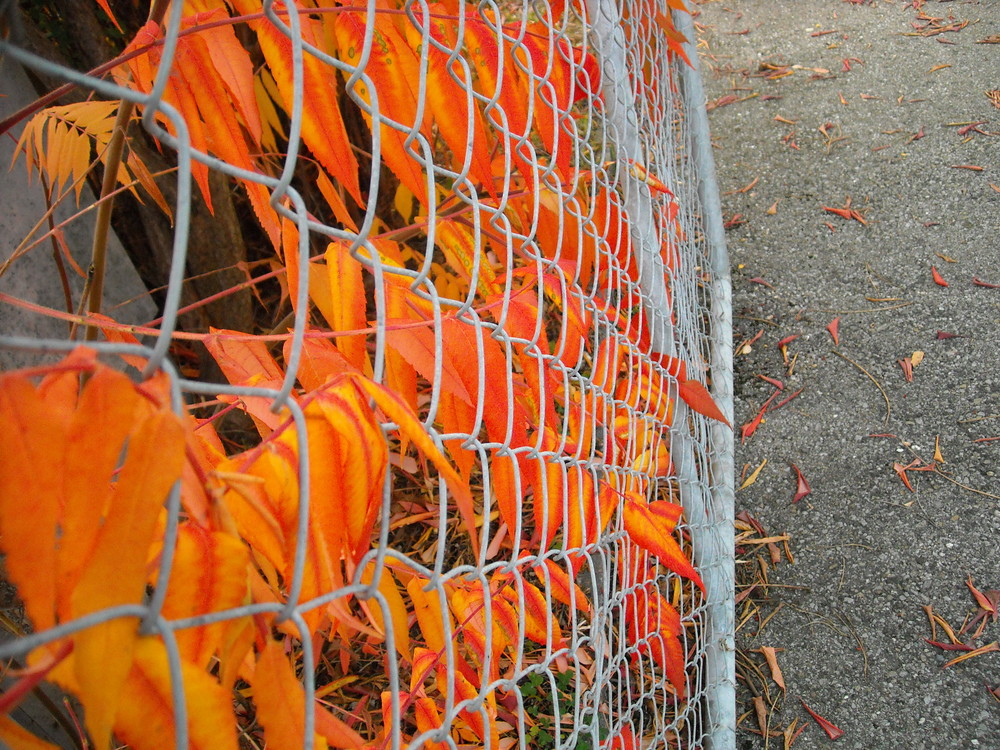 Feuilles emprisonnées