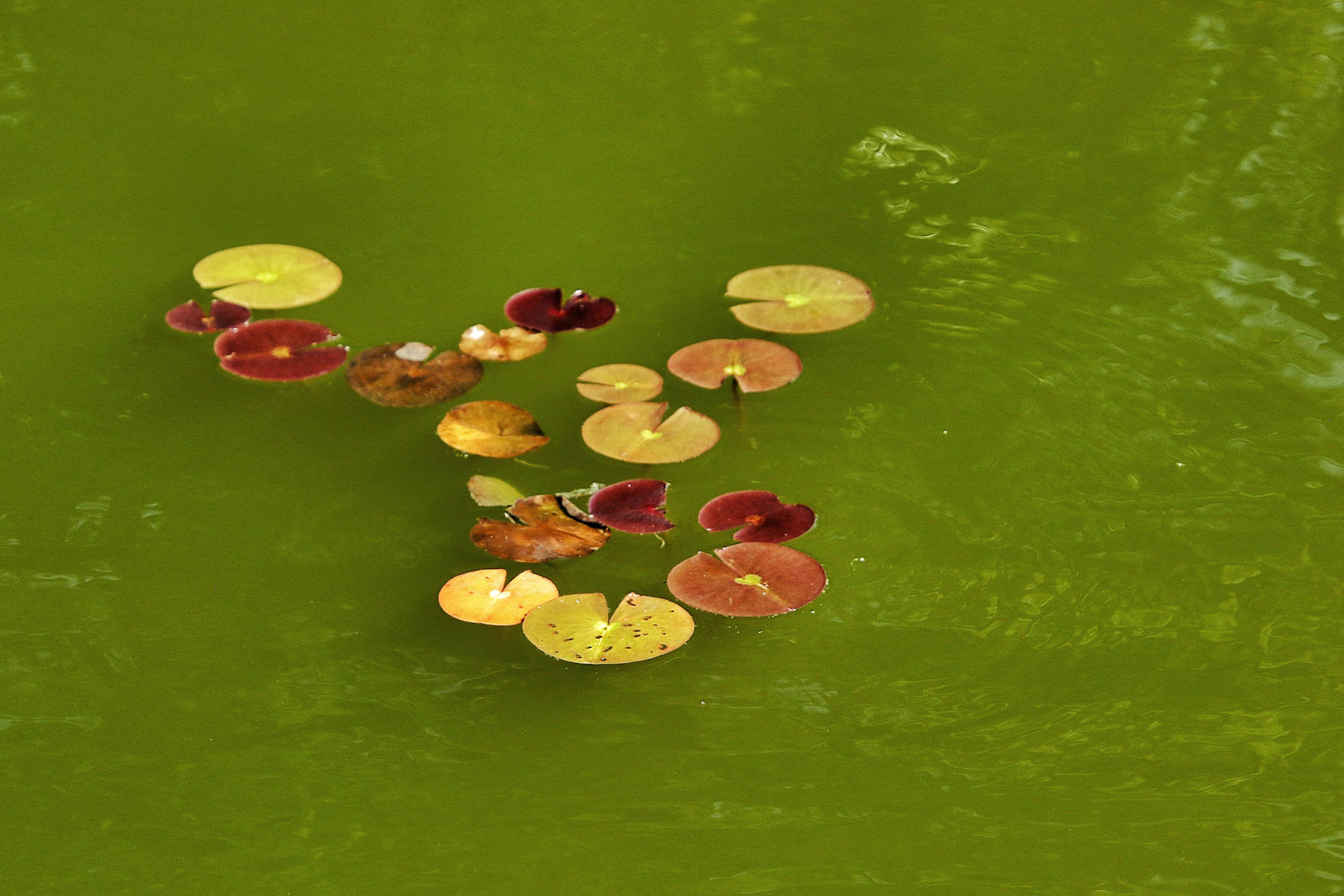 feuilles en balade !