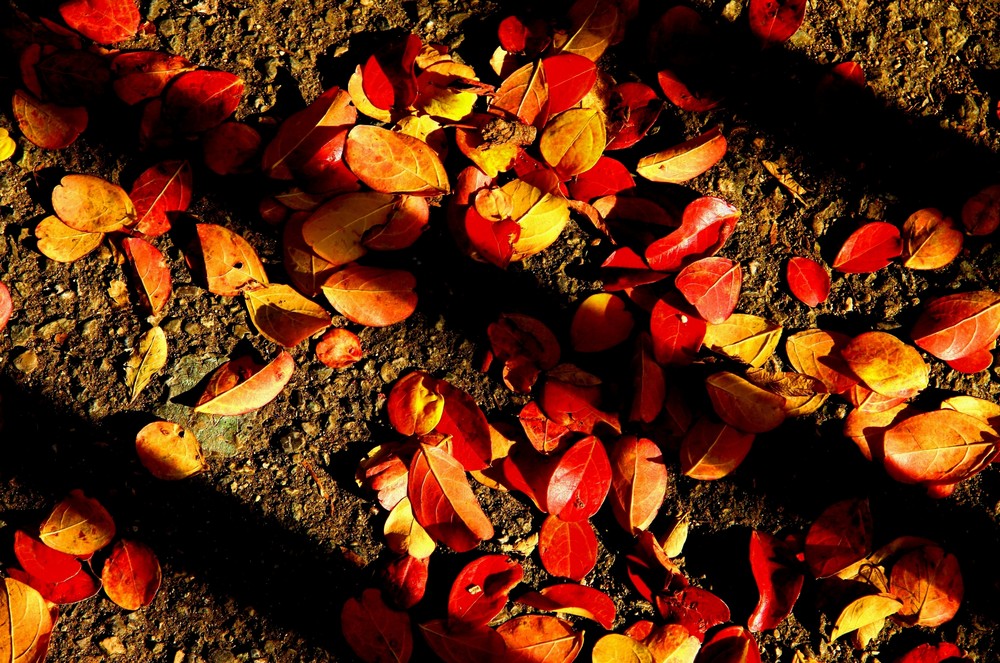 Feuilles en rouge et or