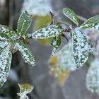 feuilles enneigées