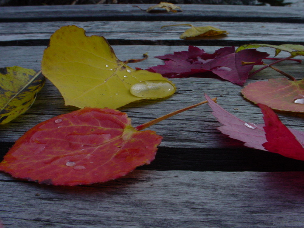 Feuilles