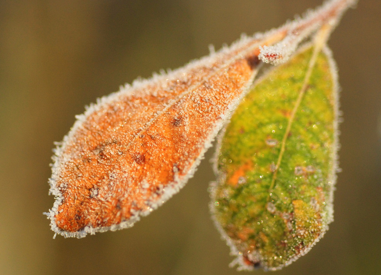 feuilles givrées