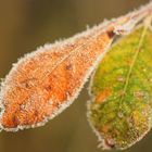 feuilles givrées