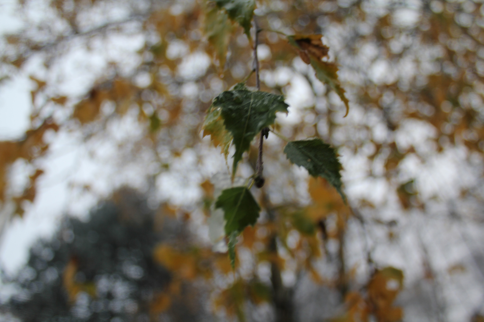 Feuilles Glacées