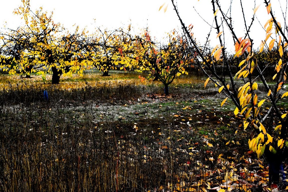 feuilles jaunes2