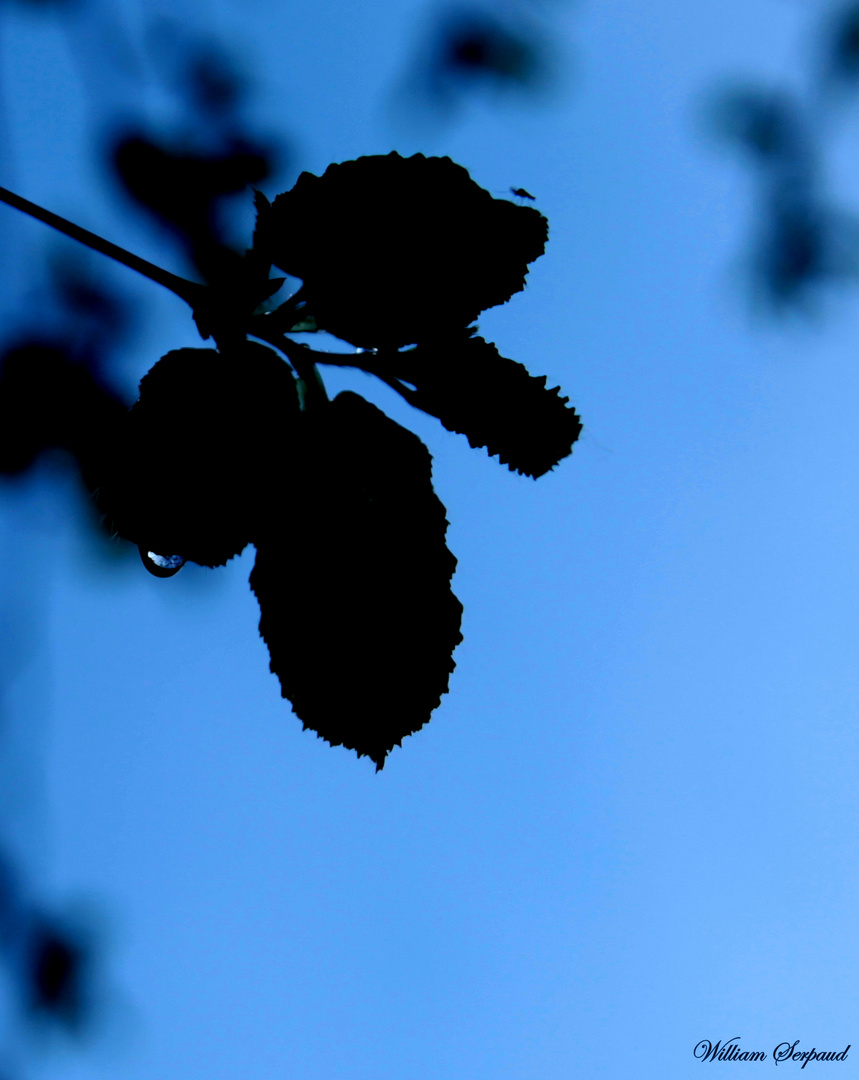 Feuilles matinale