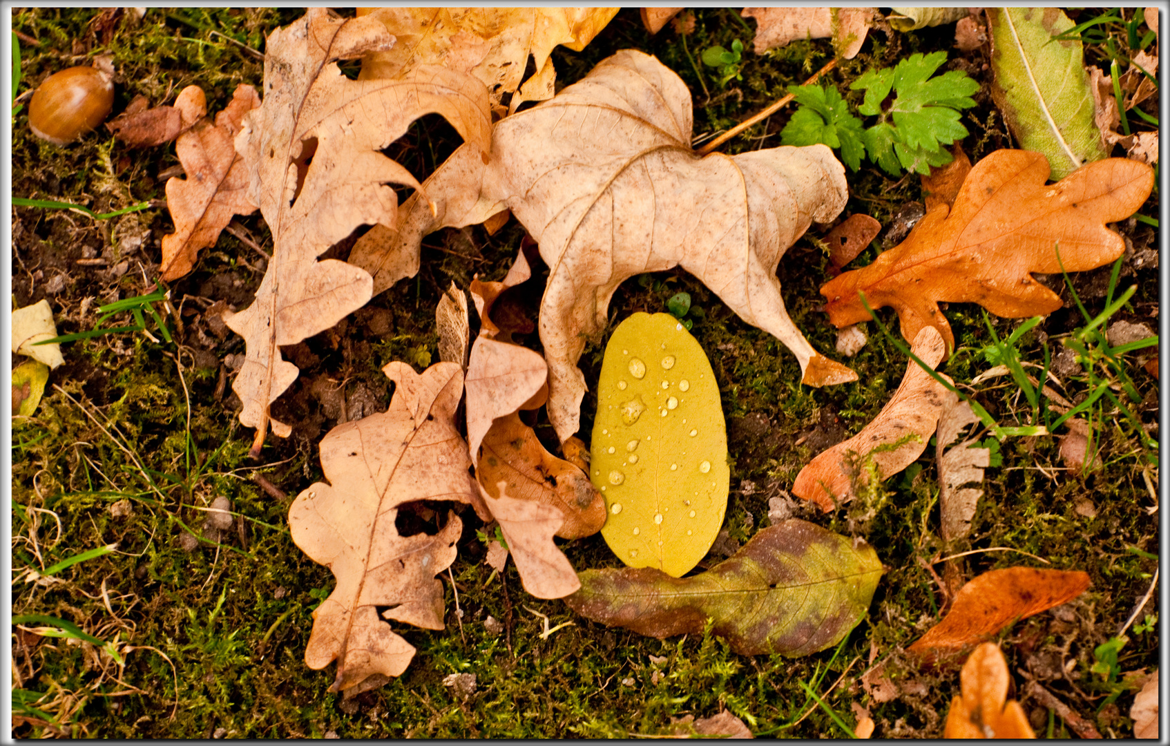 Feuilles morte !