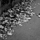 Feuilles mortes.