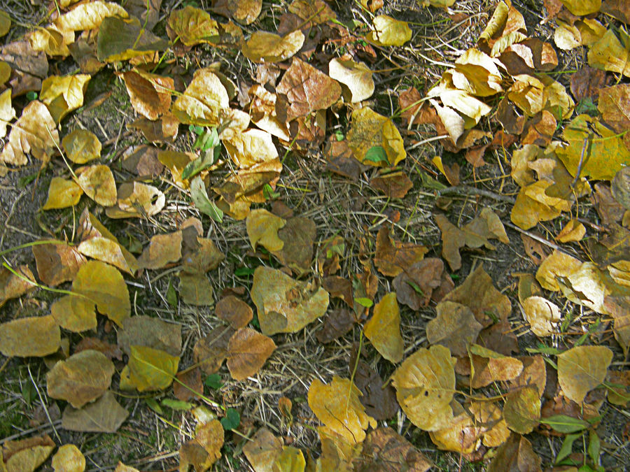 Feuilles mortes de seb16230 