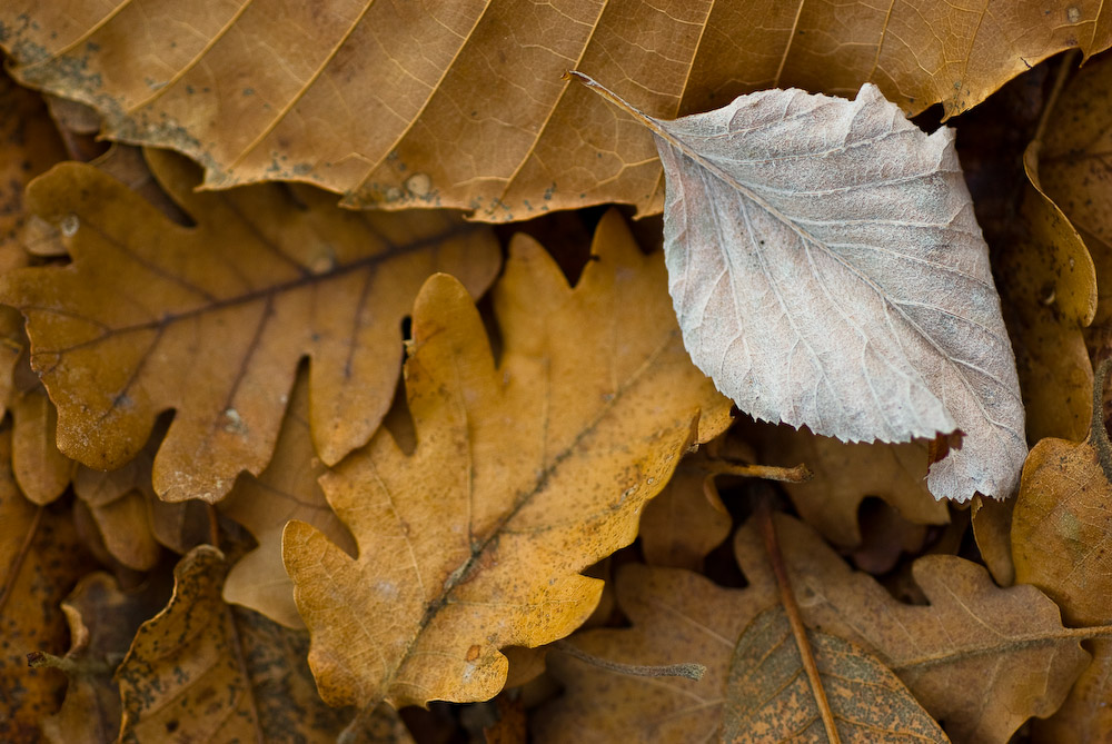 Feuilles mortes