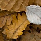 Feuilles mortes