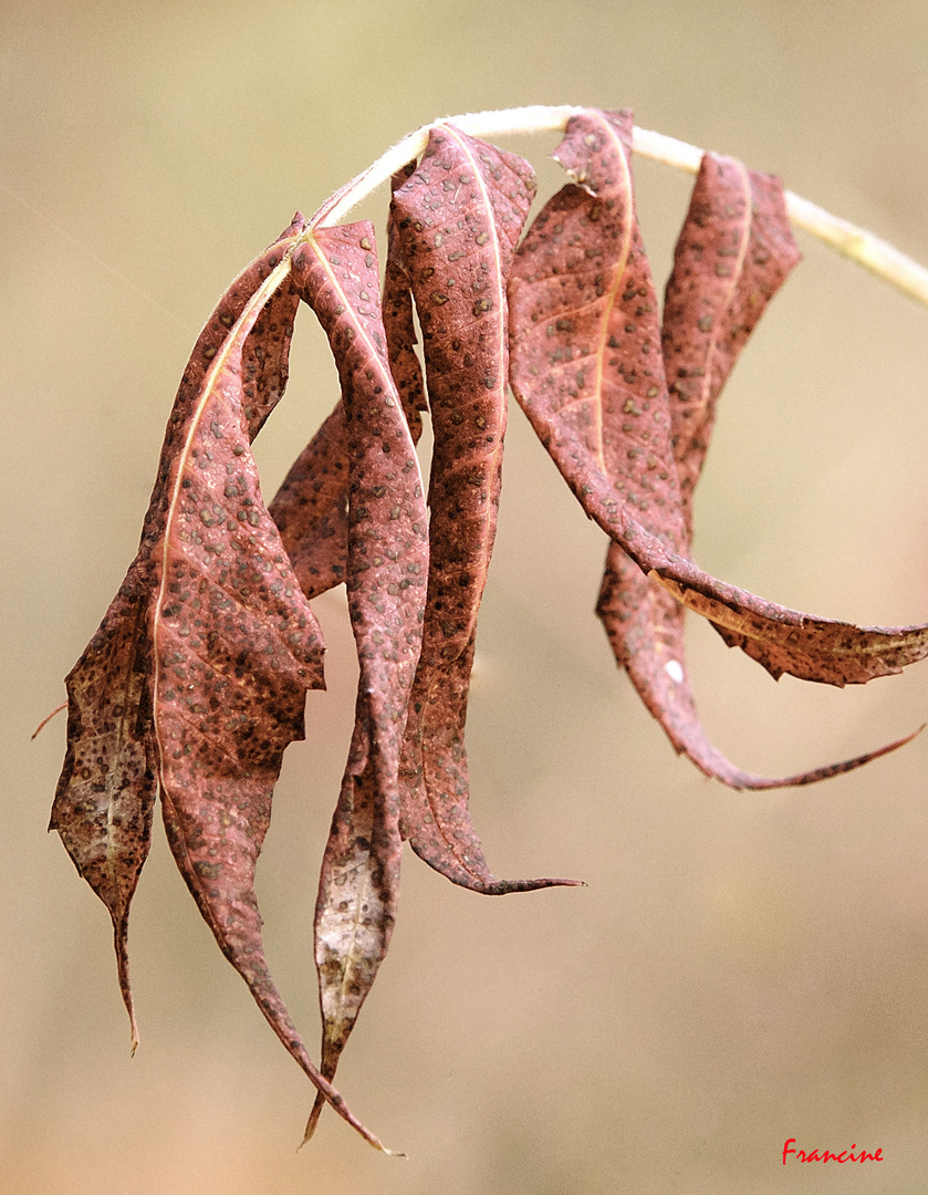 Feuilles mortes ...