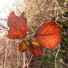 feuilles mortes