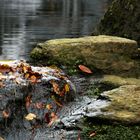 Feuilles mortes au fil de l'eau 