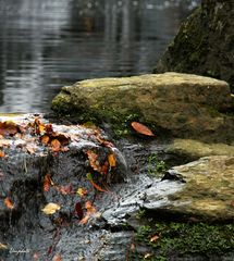 Feuilles mortes au fil de l'eau 