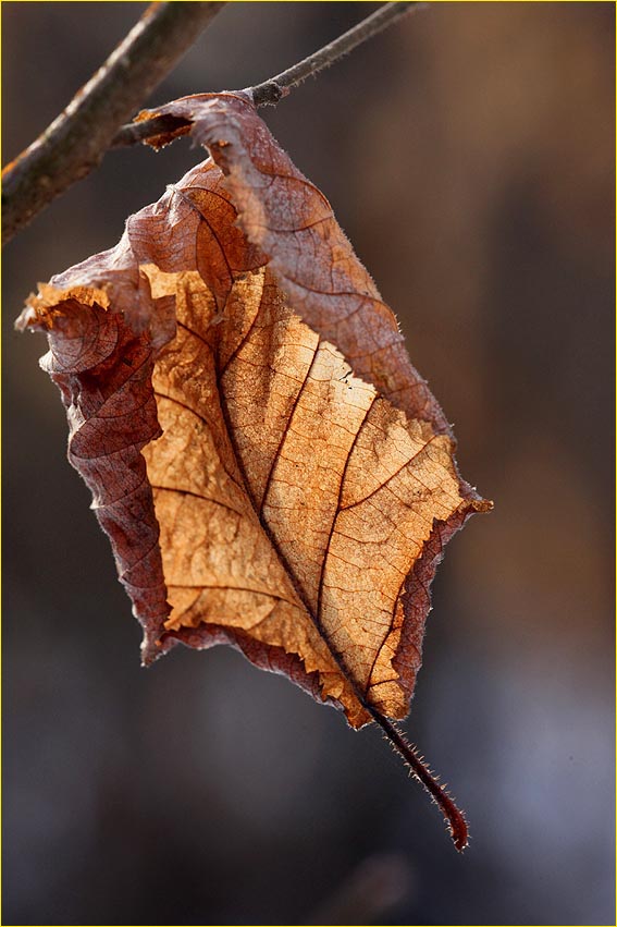 Feuilles mortes...