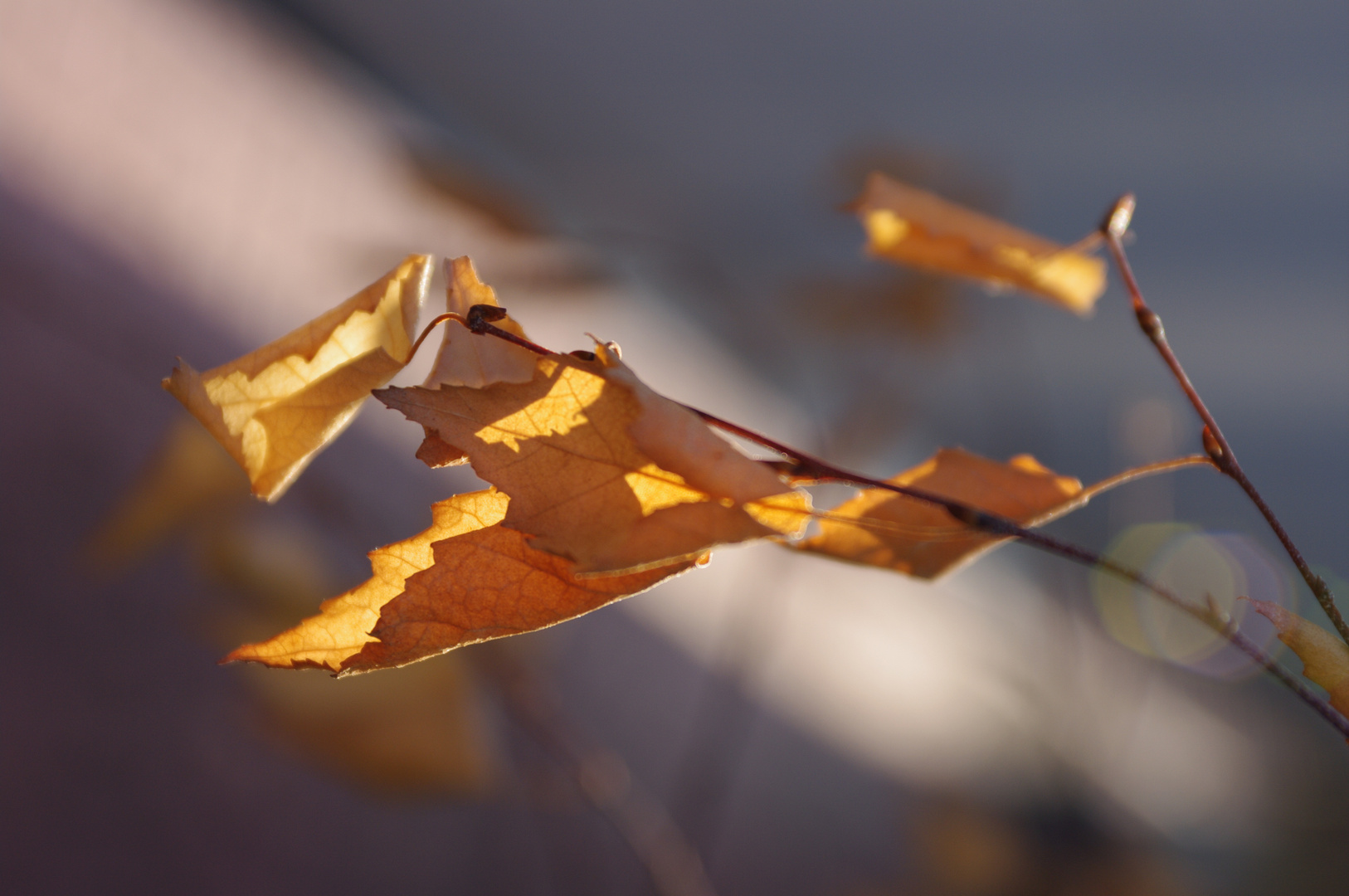 Feuilles mortes dans la lumière.