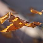 Feuilles mortes dans la lumière.